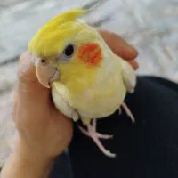 عروس هلندی دستی