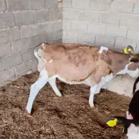 دو عدد گوساله ماده شش ماهه