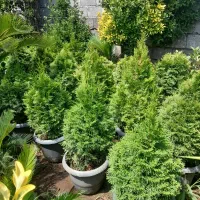 فروش یاس هلندی شمشاد لاوسون تویا لگستروم