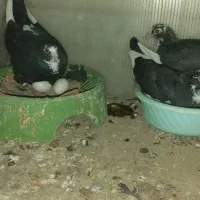 کبوتر سیاه پلنگ کرمونی گم شده