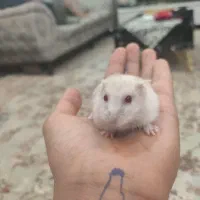 همستر دوماهه