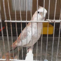 عروس هلندی نر بالغ