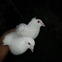 کبوتر دوتانر دم سیاهفروشی