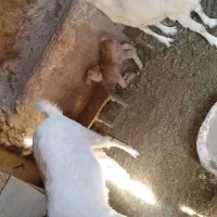 بز سانن فروشی