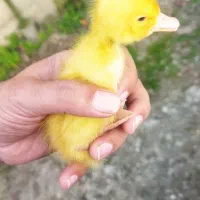 اردک پکنی زیبا یک هفته ای|حیوانات مزرعه|رشت, چله خانه|دیوار