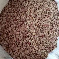 لوبیا چیتی درجه یک|خوردنی و آشامیدنی|موچش, |دیوار