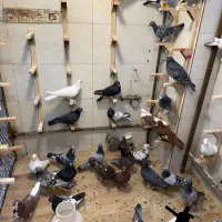 کفتر بیرونی|پرنده|شیراز, بازار|دیوار