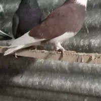 بدون عیب ایراد|حیوانات|نقده, |دیوار