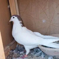 کبوتر خال سرخ