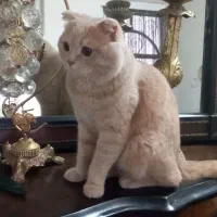 گربه اسکاتیش نر