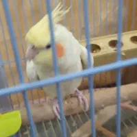 قفس