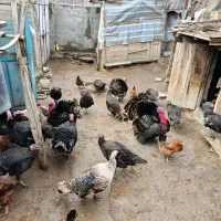 تخم بوقلمون نطفه دار تظمینی