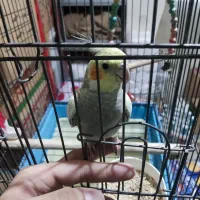 یک عدد جوجه عروس هلندی نر فول رام