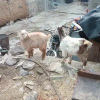 2راس بزغاله نر ماده نژاد دار|حیوانات مزرعه|همدان, |دیوار