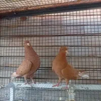 زاغ دم سفید ساده زرد و سیاه قاره مینا|پرنده|مشهد, رده|دیوار