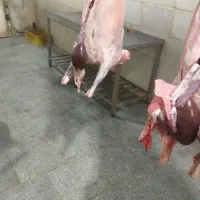 جیگر ،دنبه،کله پاچه.والایشات گوسفند وگاو|خوردنی و آشامیدنی|گالیکش, |دیوار