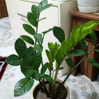 زینتی و طبیعی