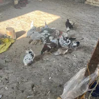 ۲۳عددمرغوخورس گلین فول درجه یک به شرط|حیوانات مزرعه|ابریشم, |دیوار