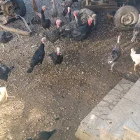 سی عدد بوقلمون نر و ماده|حیوانات مزرعه|بروجرد, |دیوار