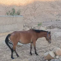 مادیون کمیت