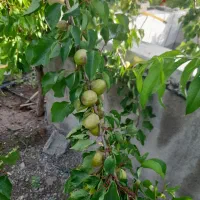 باغ ویلا ۱۳۷۰ متری در رضی