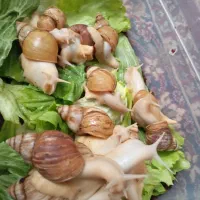 حلزون البینو