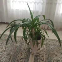 گل سوسن