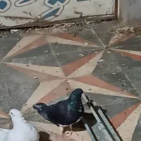 شهری بهبونی