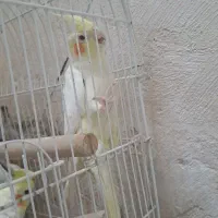 عروس هلندی|پرنده|پاکدشت, حصار امیر|دیوار