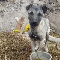 خریداری پیام بده