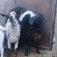 میش جوان مهریز