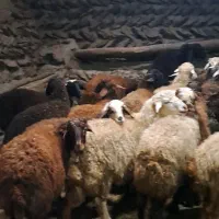 کاور نیروما|حیوانات مزرعه|کرفتو, |دیوار