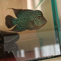 2تا ماهی فلاور کامفا|ماهی|ری, شهادت|دیوار