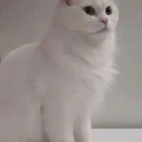 گربه ماده پرشین کلاسیک