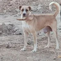 سگ ماده|حیوانات|شهرکرد, |دیوار