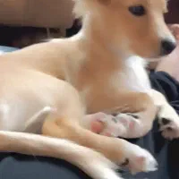 جفت پامرین|سگ|جوادآباد, |دیوار