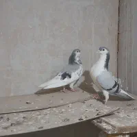 خرید وفروش کبوتر