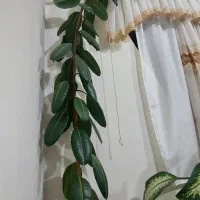 گل گوش فیلی|گل و گیاه طبیعی|سنندج, |دیوار