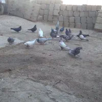 چند جفت کفتر