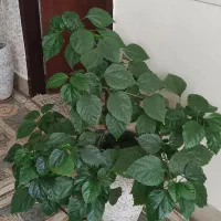 گل آپارتمانی