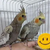 عروس هلندی