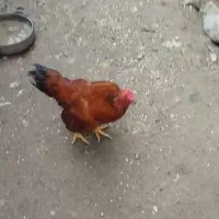 مرغ و خروس و غاز