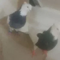 نر وماده طوقی