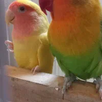 طوطی برزیلی