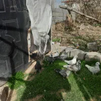 کبوتر|پرنده|آستانه اشرفیه, |دیوار