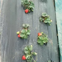 نشای توت فرنگی پاروس و غیره.درجه ۱