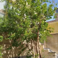 فروش منزل مسکونی شیخ طوسی شرقی