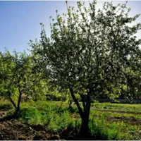 انجام کلیه کارهای مربوط به باغ و باغچه