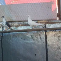 کبوتر|پرنده|بشاریات, |دیوار