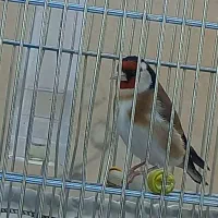 سهره ۵دانگ رو به مستی